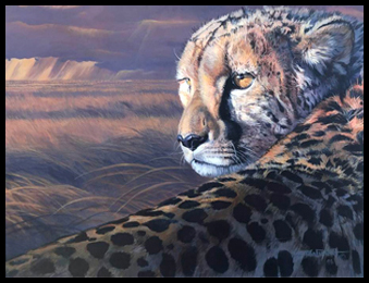 cheetah